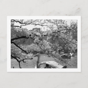 Spring at Shinobazu Pond: Ueno, Tokyo Postcard