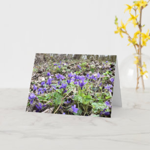 Spring awakening , forest flowers , March violets Card