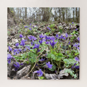 Spring awakening , forest flowers , March violets Jigsaw Puzzle