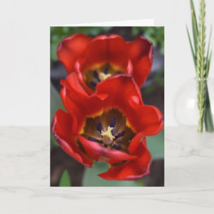 Spring awakening , Tulips Card