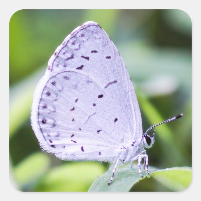 Spring Azure Butterfly Sticker (Front)