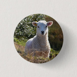 Spring Baby Lamb Button / Badge