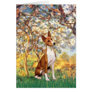 Spring - Basenji