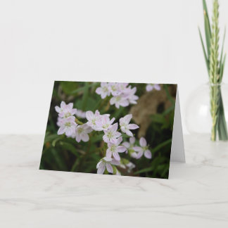 Spring Beauties (Claytonia virginica) Card
