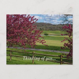 Spring Beauty At Rivercut Postcard