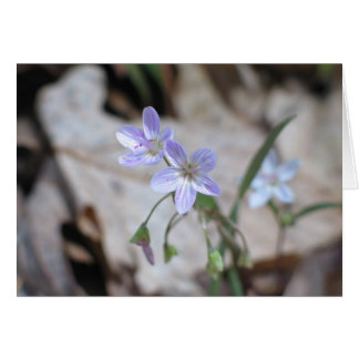 Spring Beauty - Customised