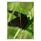 Spring Beauty on the Wing