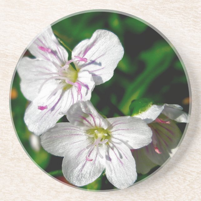 Spring Beauty Wildflower Coordinating Items Coaster (Front)