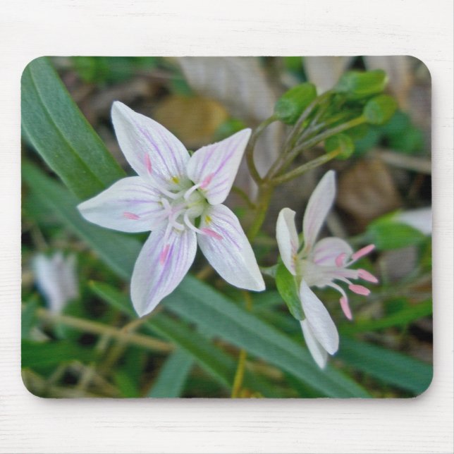 Spring Beauty Wildflower Coordinating Items Mouse Pad (Front)