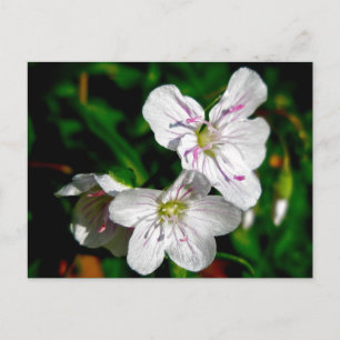 Spring Beauty Wildflower Coordinating Items Postcard