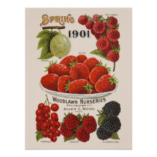 Spring berries poster