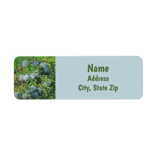 Spring Berry Photo Pine Tree Evergreen Branch Return Address Label