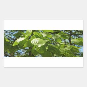 Spring Birch Leaves Green Tree Rectangular Sticker