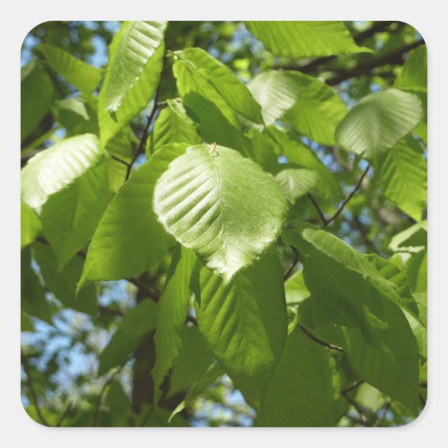Spring Birch Leaves Green Tree Square Sticker (Front)