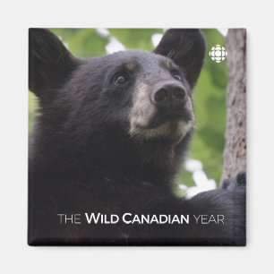 Spring - Black Bear Magnet