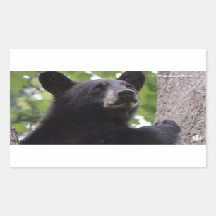 Spring - Black Bear Rectangular Sticker