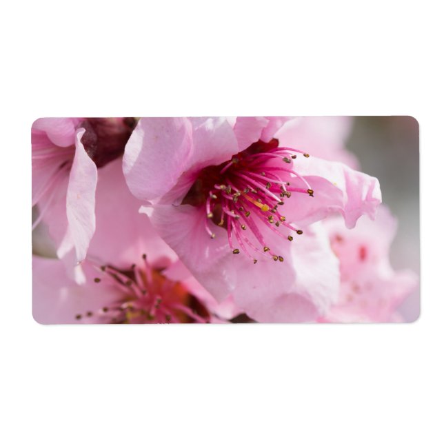 Spring blooming (Front)