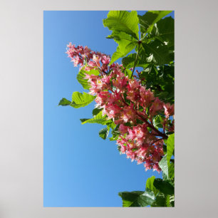 Spring blooming chestnut tree flowers poster