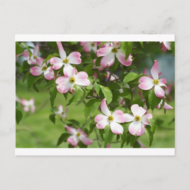 Spring Blooming Pink Dogwood Blossoms Postcard (Front)