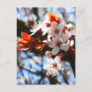 Spring blooms postcard