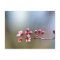 Spring Blooms