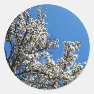 Spring Blossom Apple Tree Classic Round Sticker