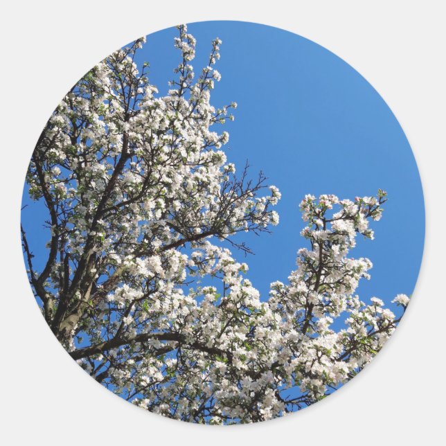 Spring Blossom Apple Tree Classic Round Sticker (Front)