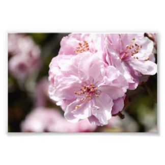 Spring Blossom Photo Print