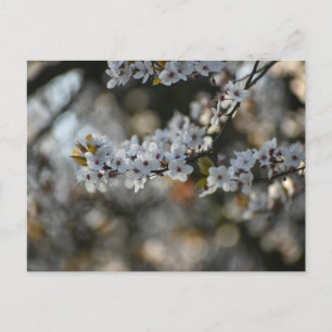 Spring Blossom  Postcard