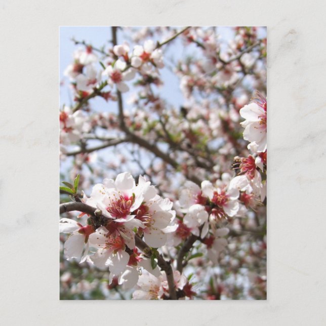 Spring Blossom Postcard (Front)