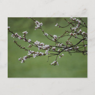Spring Blossom  Postcard