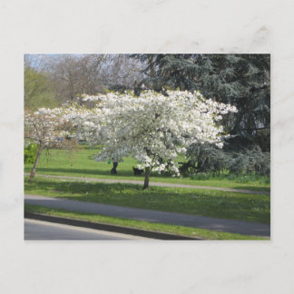 Spring blossom postcard
