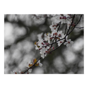 Spring Blossom Poster