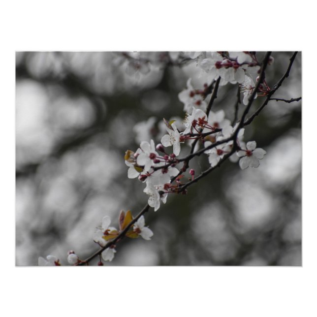 Spring Blossom  Poster (Front)