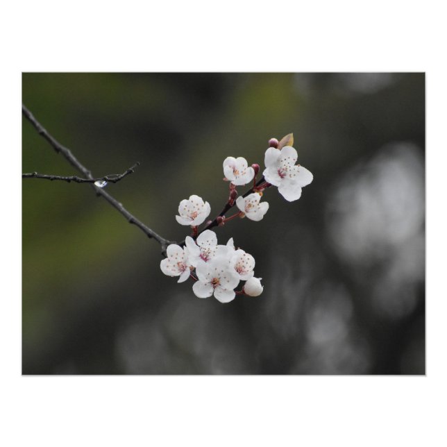 Spring Blossom  Poster (Front)