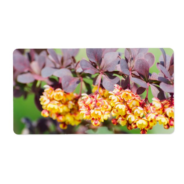 Spring blossoming (Front)