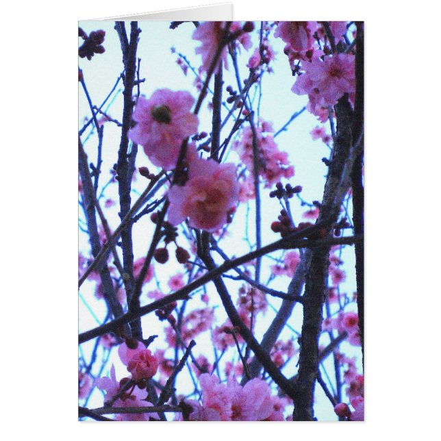 Spring Blossoms (Front)