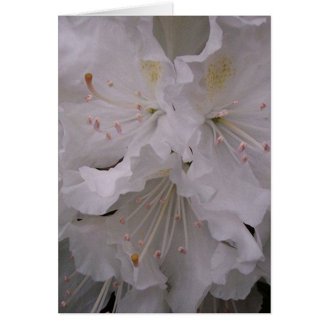 Spring Blossoms (Front)