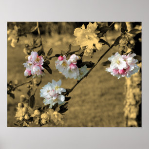 Spring Blossoms In Sepia Partial Colour Poster