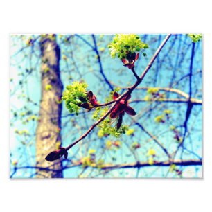 Spring blossoms maple tree stylised photo print