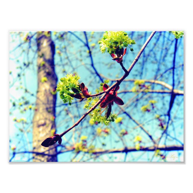 Spring blossoms maple tree stylised photo print (Front)
