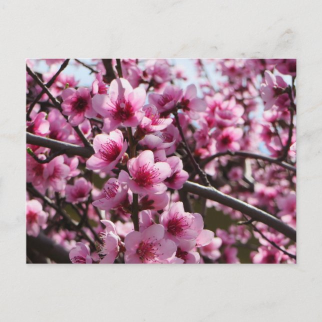 Spring Blossoms Postcard (Front)