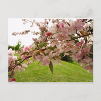Spring Blossoms Postcard