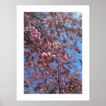 Spring Blossoms