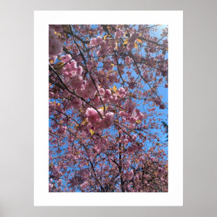 Spring Blossoms Poster