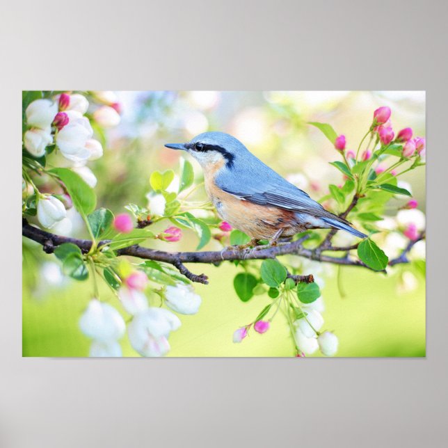 Spring Blue Bird on Cherry Tree with Blossoms Poster (Front)