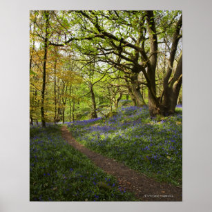 Spring bluebell woods poster