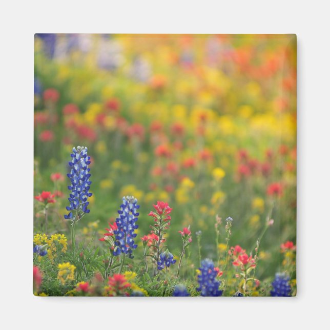 Spring Bluebonnet Magnet (Front)