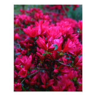 "Spring Boom"  (Photo Print) Photo Print