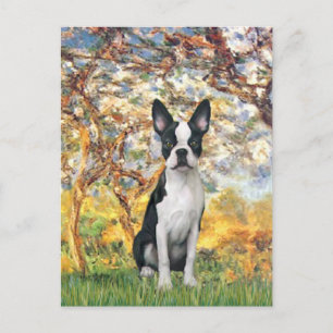 Spring - Boston Terrier #1 Postcard